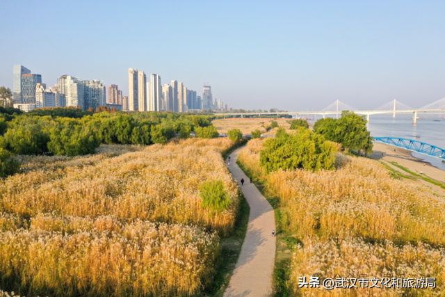 芦花不够看？江滩的银杏已经美疯了！