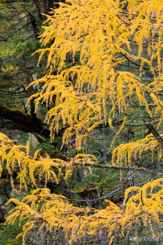 童话书里走出来的秋景！这座低调的西藏宝藏小城，早就该火了！