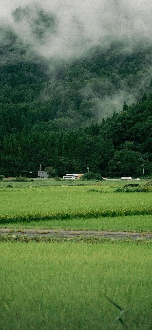 绿色护眼壁纸