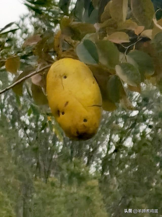 秋风独宠一园菊，晚来香艳出樊篱——北京北海公园2025年菊花展