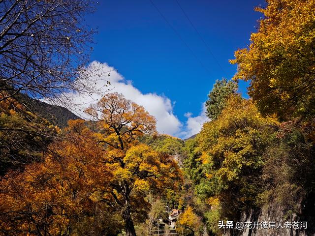 米亚罗彩林季，观赏一日游！