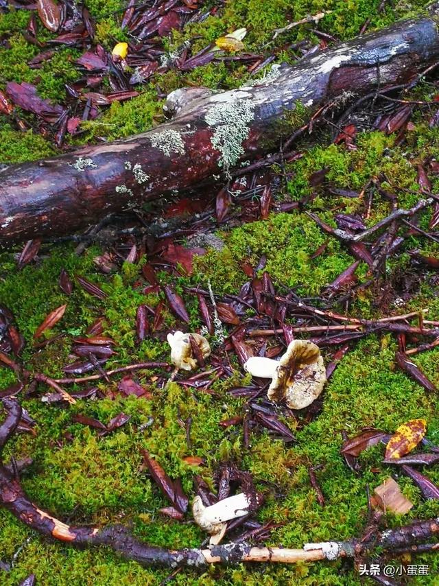 世界上只有云南才有的10大奇景