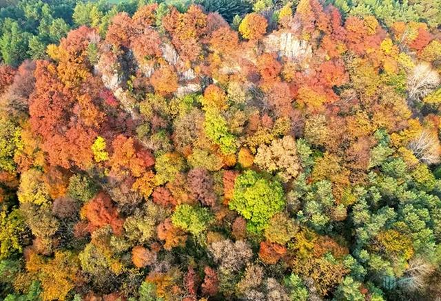 哈尔滨帽儿山秋景正盛！“林海冲浪”五花山色引来错峰客