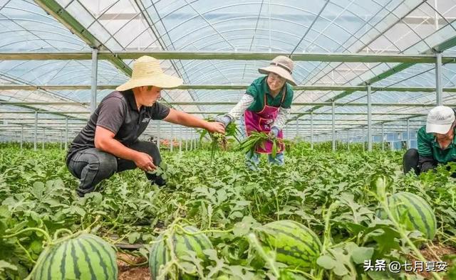 永兴岛一年三熟产出大量西瓜，如果覆盖南沙岛礁，可出口到东南亚