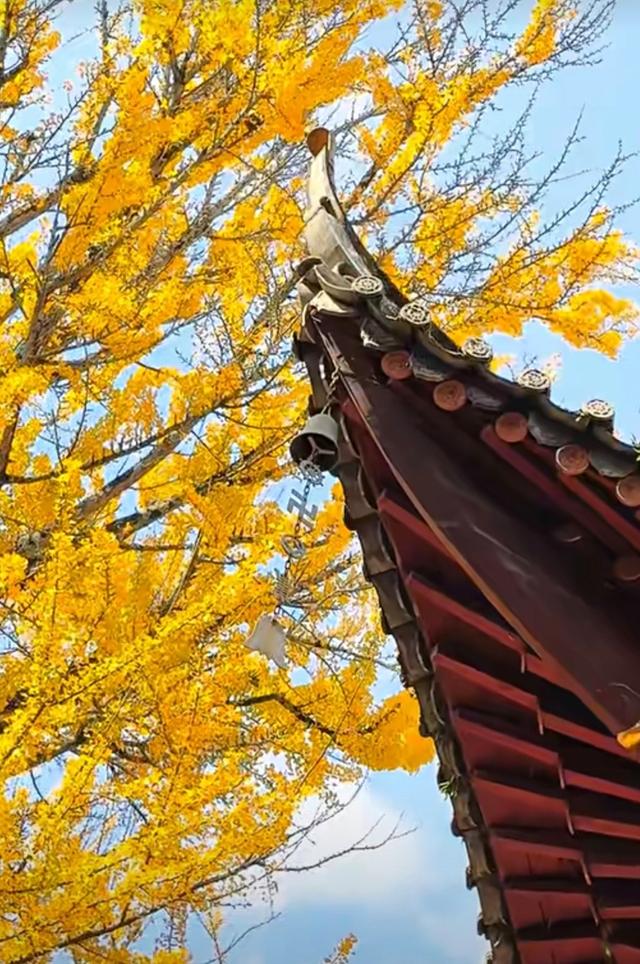 古寺暴击，在禅意中观赏金色银杏叶