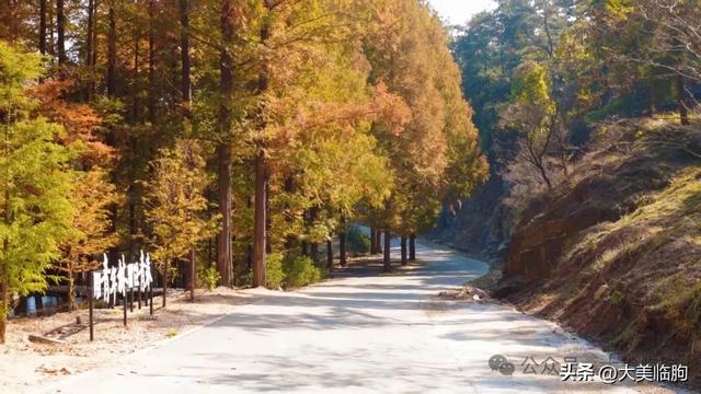 初冬,山东临朐嵩山水杉林太美了!