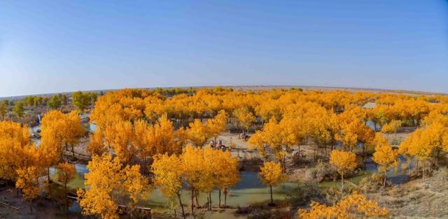 新疆洛浦：胡杨季启幕，游客醉在金林看演出