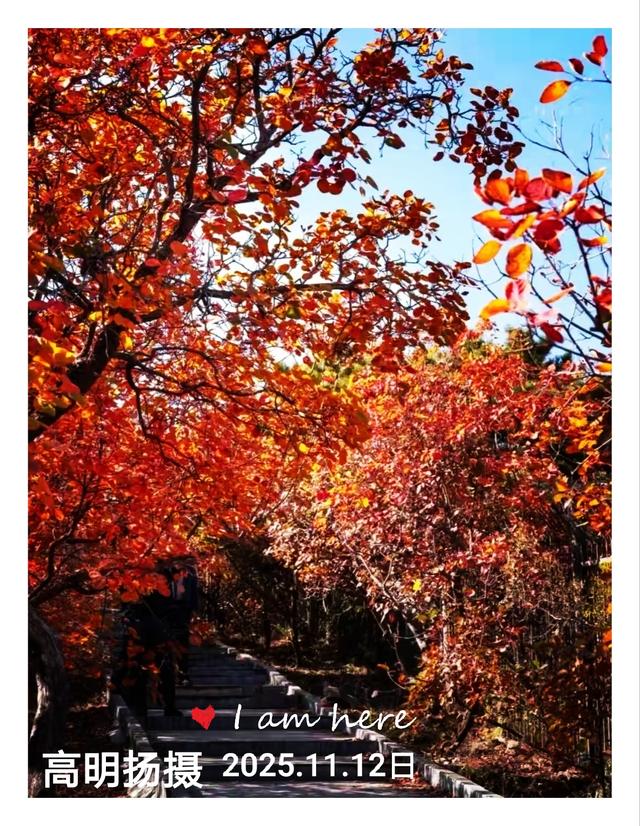 拍红枫叶，不用东奔西跑，一般人我不告诉他。