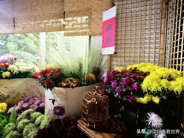 杭州植物园的菊花展——一场关于菊花的饕餮盛宴（二）