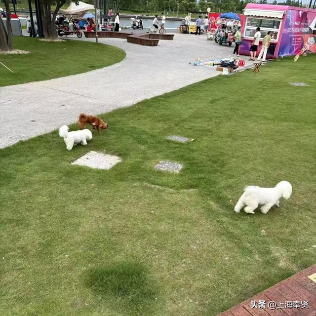还在纠结带毛孩子去哪？奉贤养宠人，这些宠物友好地点你不能不知道