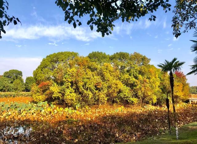 美篇：枫 叶 红 了