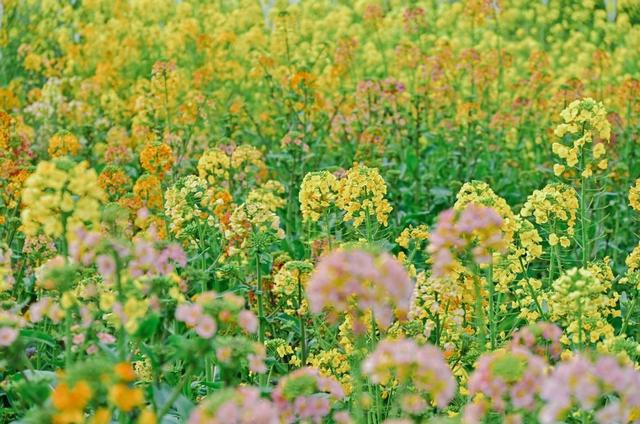 黄企生 随笔：金浪涌崇明，三月菜花黄——崇明岛游记之七十六