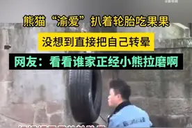 渝爱这顿饭吃完步数得过万，网友：谁家大熊猫边吃饭还边拉磨啊图片