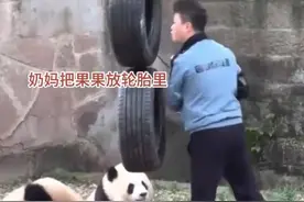 渝爱这顿饭吃完步数得过万，网友：谁家大熊猫边吃饭还边拉磨啊图片