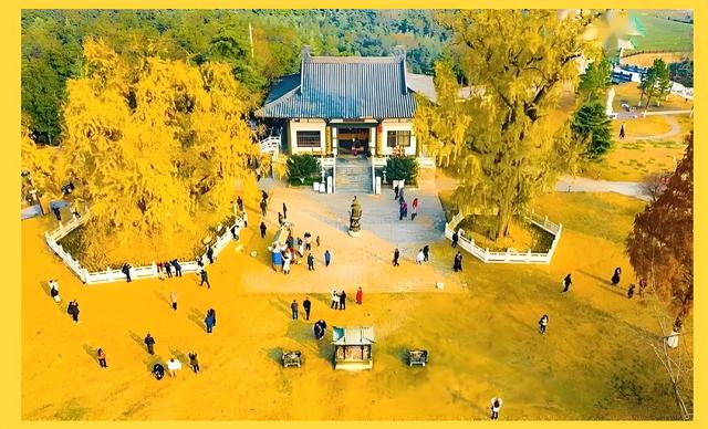 留着打卡！寺庙与千年古杏更配，每一张都是大片！