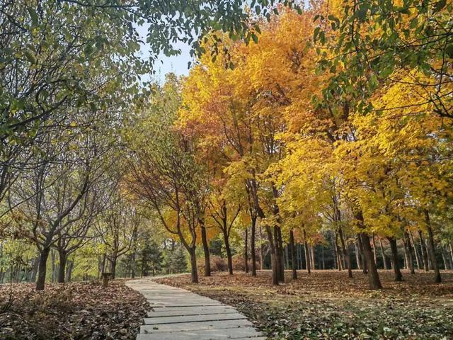 长春“醉”美赏秋攻略：循着落叶的轨迹，邂逅斑斓盛装