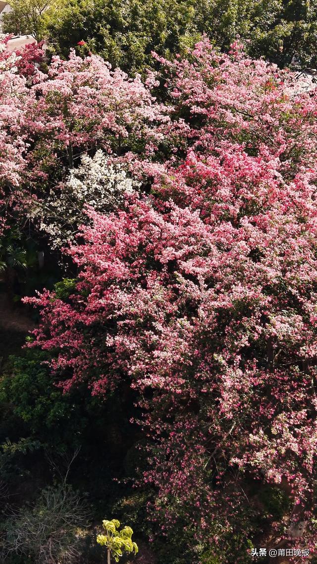 莆田泗华溪畔 “粉色花海”惊艳出圈