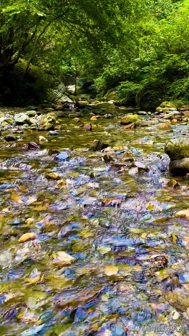 坐落于秦岭深处的黑河森林公园，正美得更肆无忌惮
