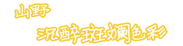 秋深景更美！运城最绚烂时刻到了！