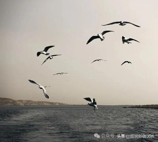 【塔里木河的记忆】康拉克湖，沙在湖中、湖在沙中