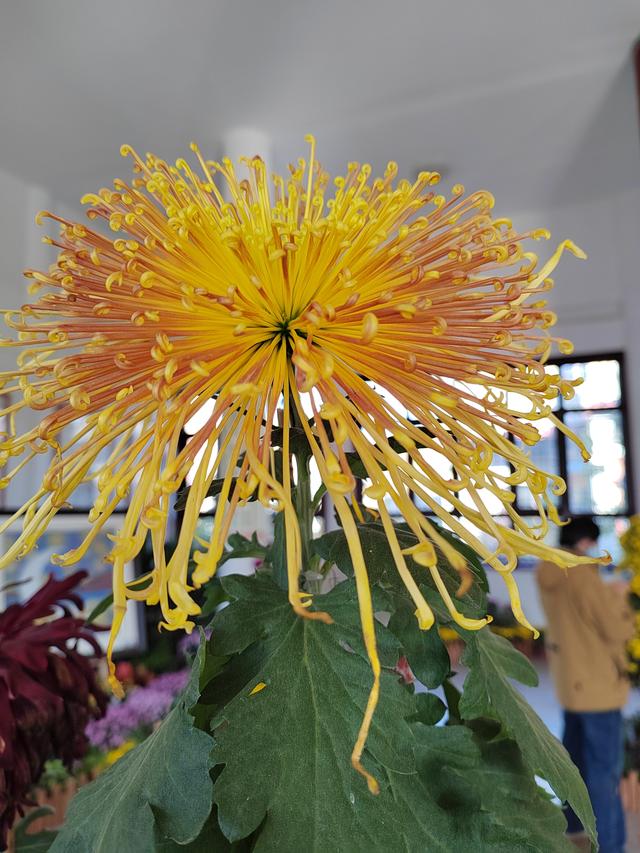 甘州府城菊花飘香