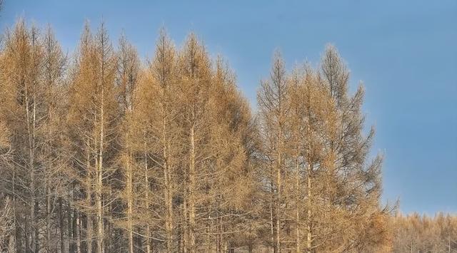呼伦贝尔醉美初冬
