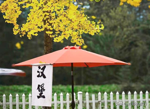 成都彭州被低估的场镇，3公里银杏长廊超级壮观，公交车直达！