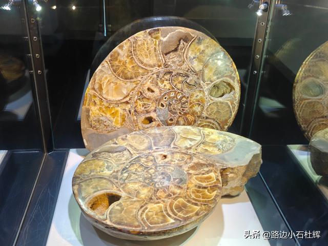 逛中国地质博物馆——一家好博物馆的暑期不佳体验