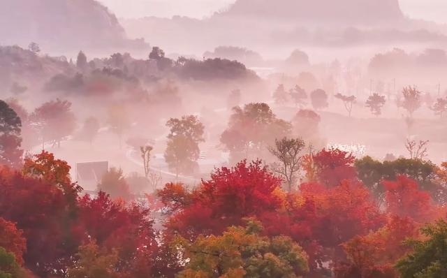 美绝了！中国四大赏枫地之一：苏州天平山，迈入最佳观赏期