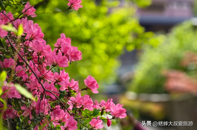 杭州西湖古刹“杜鹃小径”开了，2026春日静谧又好看，快来走走吧