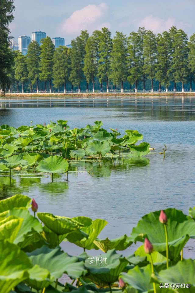 武汉的夏天，有多热就有多美！东湖听雨感受一场“风雅集”
