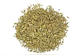 药师释药——小茴香——治疝要药图片