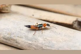 “飞行的硫酸”进入活跃期！上海有吗？五一出门会中招？昆虫专家回应→图片