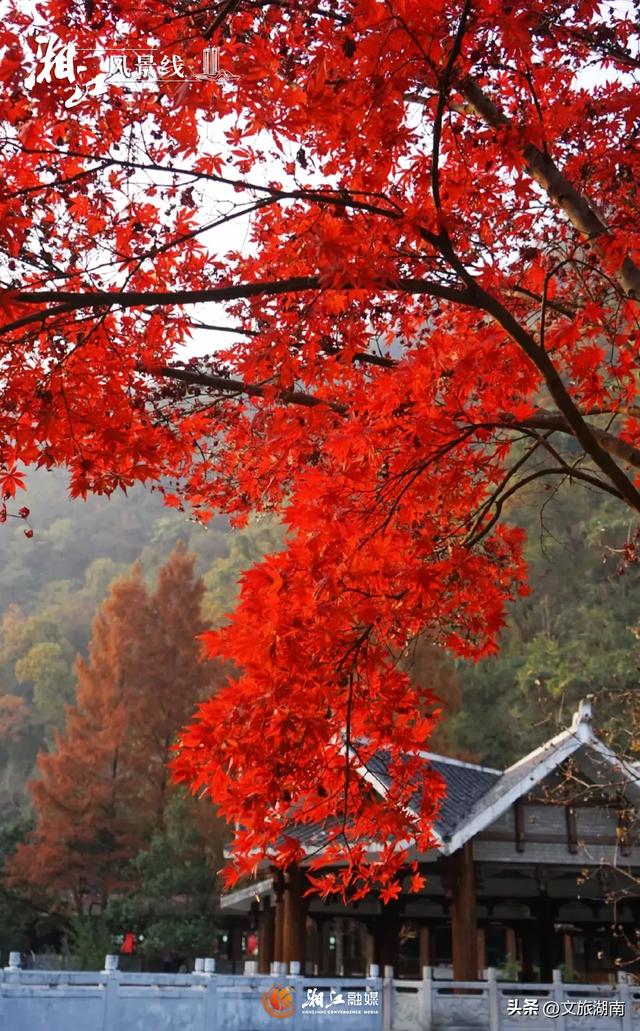 红了！湖南“追枫”地图更新