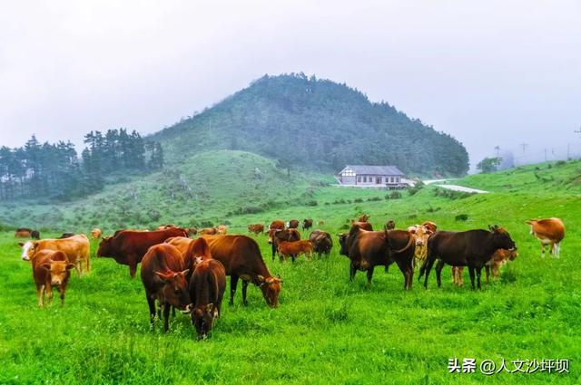 重庆出发坐高铁，1h→3h→5h→6h内可以去哪些清凉避暑地？
