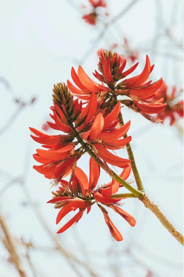 刺桐酝酿着「花事」，这场「盛事」也即将在泉州开启！