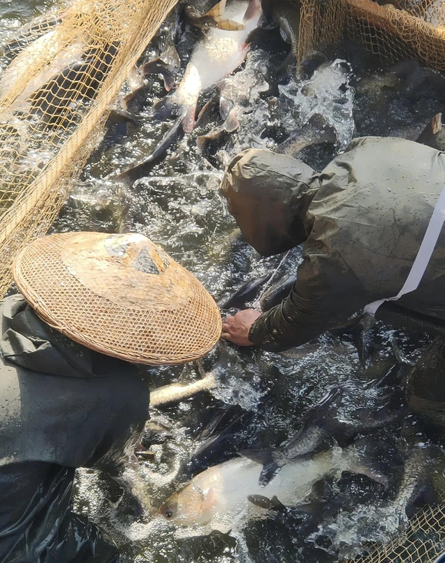 秋日汀泗之物阜民丰