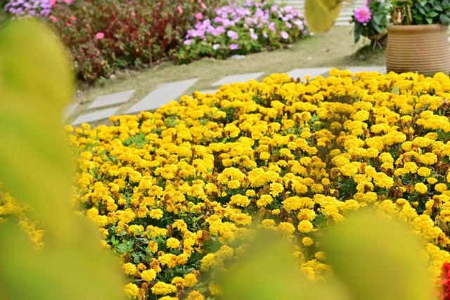春风有信,木棉花开有期!在东莞观音山,找到了春天热烈的模样!