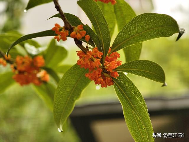 桂香漫城：桂林的秋日私语