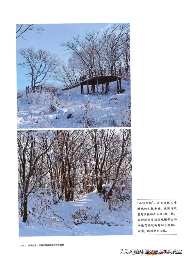 《青山草木》页选03