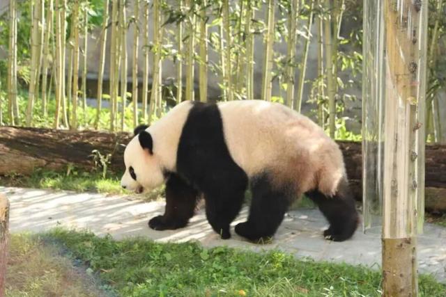冬日竹海，限时特惠！淡季门票+超值年卡，承包一整年的美景