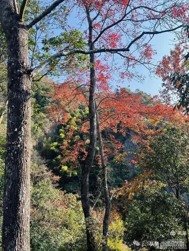 约吗?温州此处枫叶已渐红,这周末将进入赏红叶佳期!