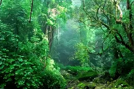 亚马逊热带雨林，生态系统和外来入侵，以及全球影响图片