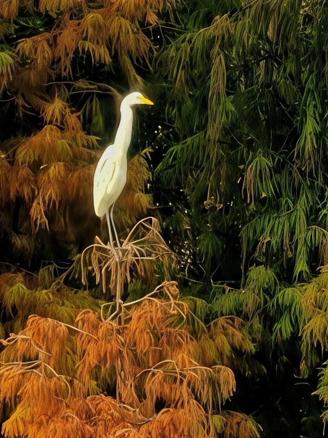 万鸟归巢的胜景，在肇庆也能看到！