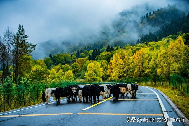 秋色漫卷海东，一场山水林间的浪漫叙事