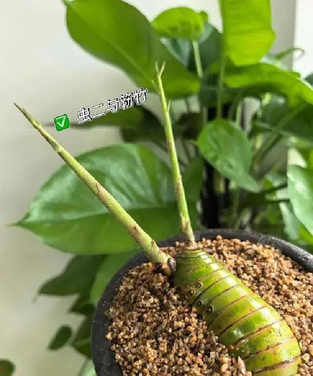 女子晒老公养的花，直呼“好恶心，想扔掉”，网友：扔哪，我去捡