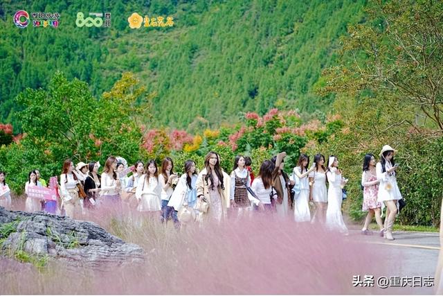“花海+战机”持续刷屏，叠石花谷成国庆热门打卡地