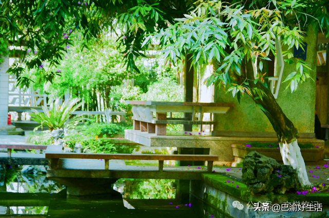 北碚公园竟是"大熊猫"命名地，原来藏着这么多秘密