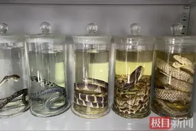 襄阳蛇伤九成是这种蛇！毒蛇活跃期来临，这七个自救措施能救命图片