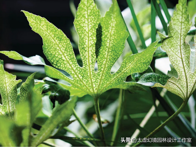 “最惨”后院：终年不见光，却被设计师爆改成“热带雨林”